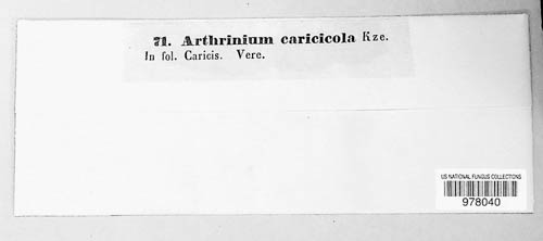 Arthrinium caricicola image